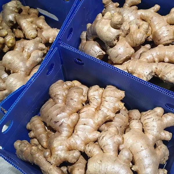A Fresh Ginger Market minőségi fejlesztést kínál
