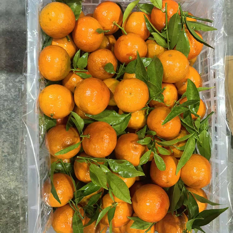 Friss Mashui Mandarin