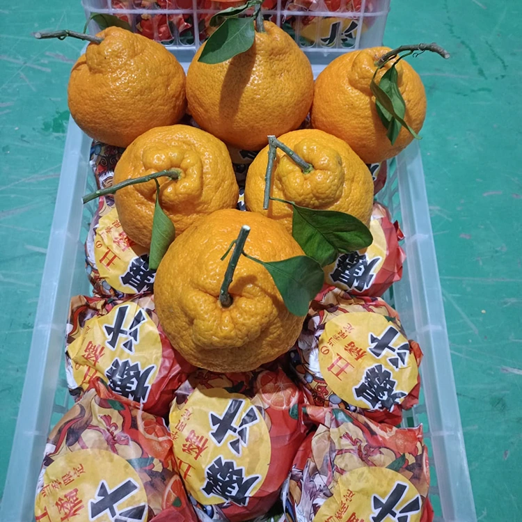 Friss Shiranui mandarin