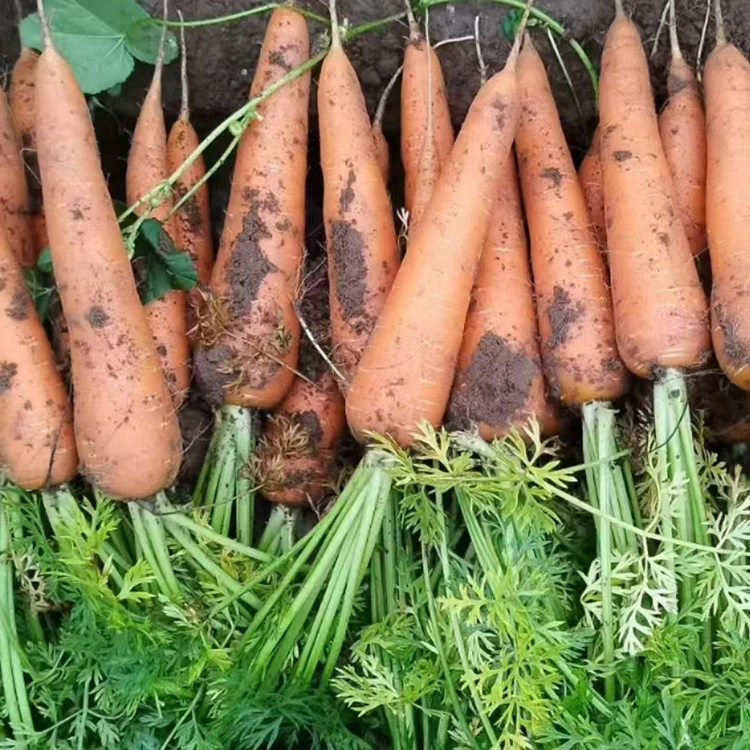 Hand-Selected Fresh Carrots