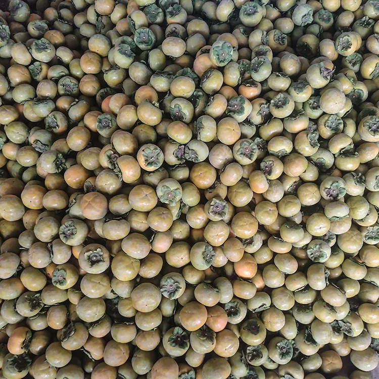Premium Fresh Crisp Persimmon