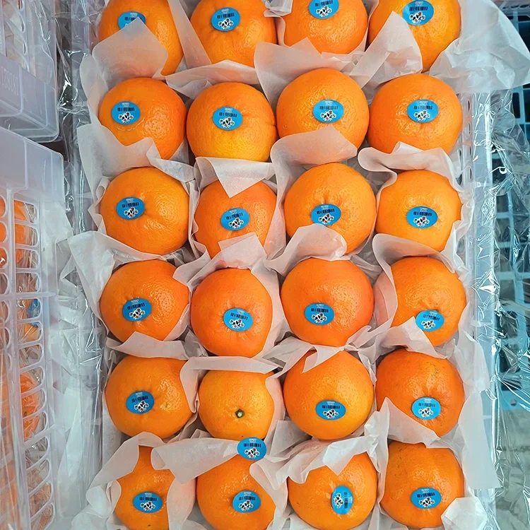 Prémium friss, édes Wogan mandarin