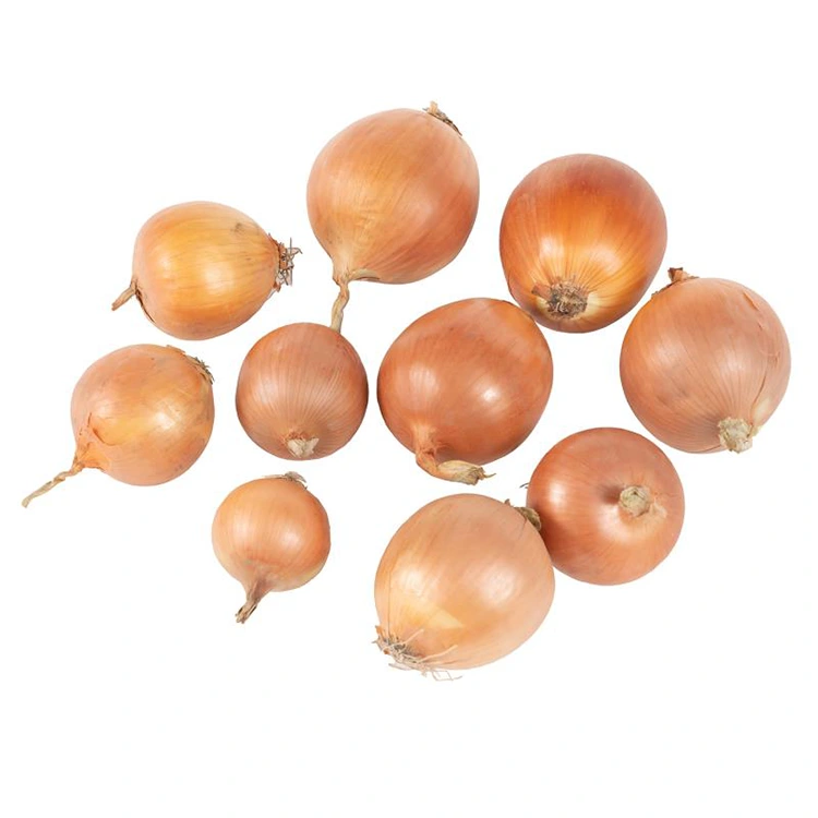 Prémium friss sárgahagyma