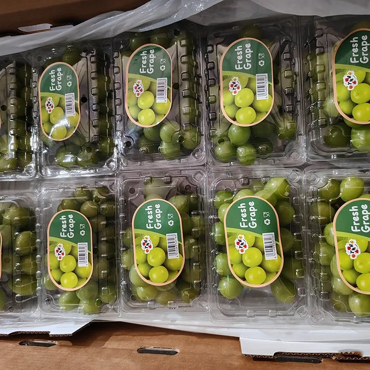 Válogatott Fresh Shine muskotályszőlő