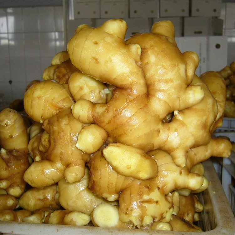 Fűszeres friss aromás gyömbér